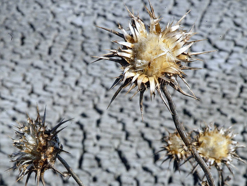 "Ciulinii Baraganului" din "Gradinile Edenului". Seceta a lasat fara apa cartierele noi de vile