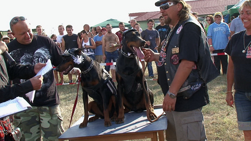 S-a intamplat in Satu Mare. Doi CAINI si-au unit destinele, iar un preot a oficiat "casatoria".VIDEO
