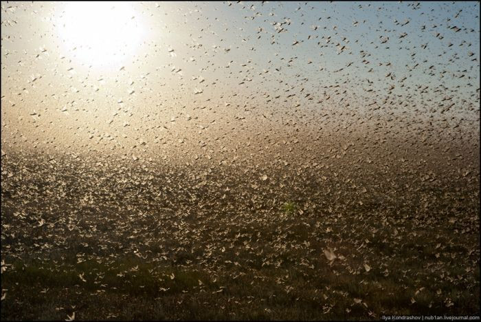 Cativa soferi din Rusia au inghetat cand au vazut ce e in fata lor pe sosea