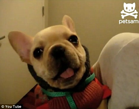 Ce i-a SPUS acest caine stapanei lui, de a facut-o sa planga. VIDEO