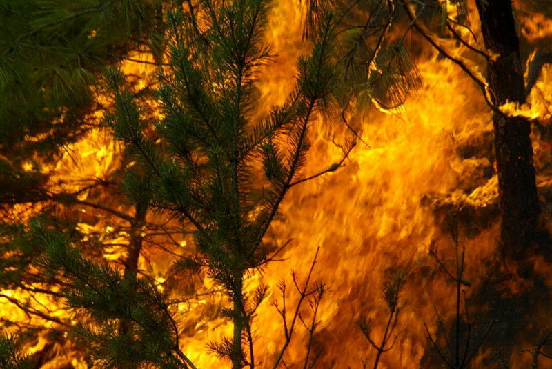 Incendiu puternic de padure in judetul Mures, in muntii Calimani