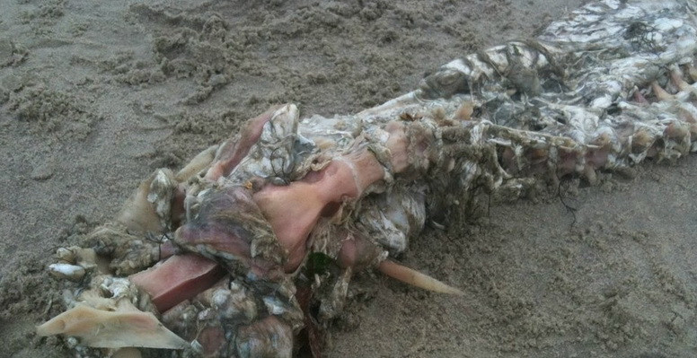 Un pescar din Mexic sustine ca a descoperit un monstru marin: "E o specie necunoscuta". Galerie FOTO