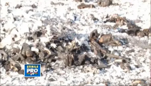 Alerta in Bistrita-Nasaud. Mai multe oase si lesuri de animale au fost gasite pe un camp