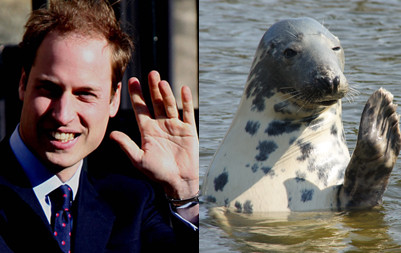 Printul William si foca