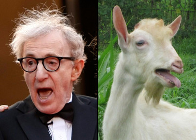 Woody Allen si capra