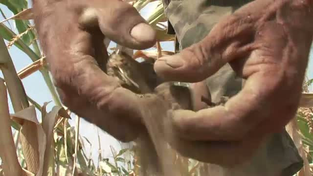 Romania arata ca inaintea unei batalii cu turcii. Fantanile au secat, iar campiile sunt parjolite