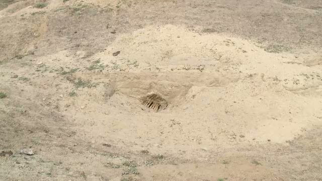 Caz socant intr-un sat sarac din Moldova: carnea unei vaci moarte si ingropate, vanduta cu 10 lei/kg