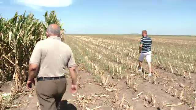 Seceta a distrus culturile agricole. Toti fermierii din Cluj vor beneficia de ajutoare banesti