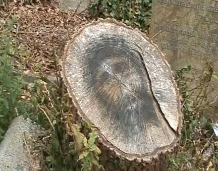 Un ciot de copac descoperit in cimitir i-a dat peste cap pe locuitorii unui oras. VIDEO