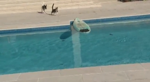 Cea mai inventiva solutie a unei pisici pentru a scapa de un caine care o urmareste. VIDEO