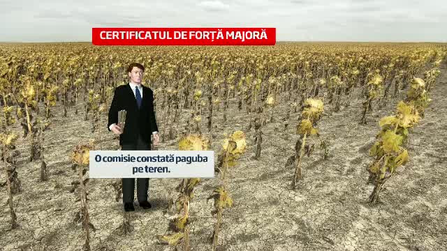 Ploile au venit prea tarziu pentru culturile deja uscate. Solutia pentru agricultorii cu contracte