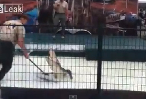 VIDEO. Momentul in care un dresor este muscat de brat de aligatorul din spectacolul sau