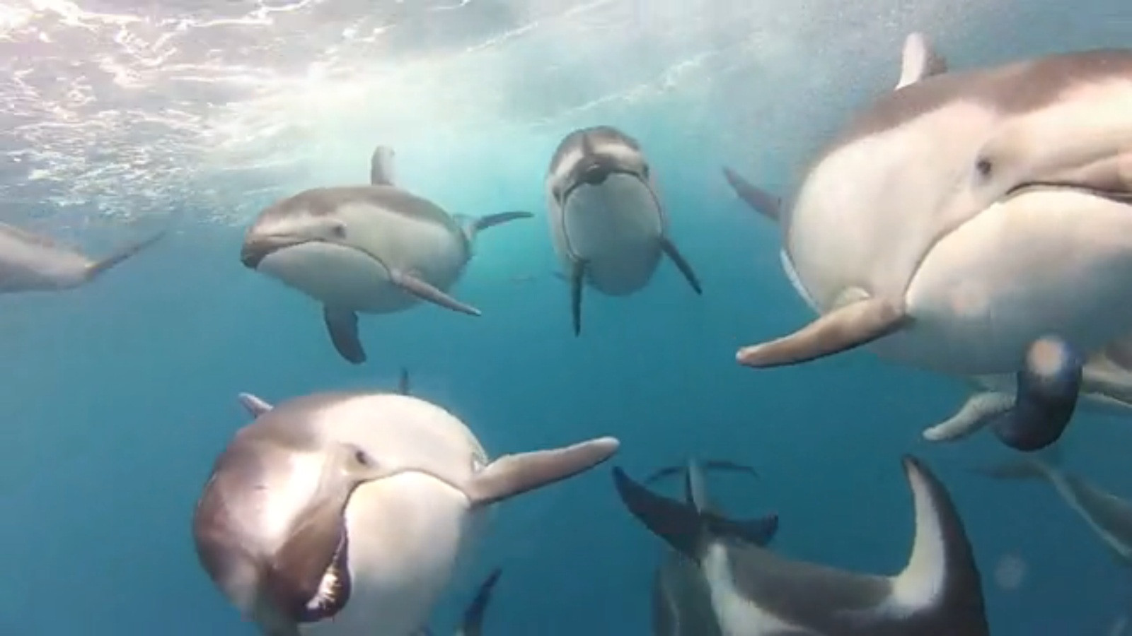 Cum au "invadat" delfinii o filmare plictisitoare despre ton. Imaginea face inconjurul lumii. VIDEO