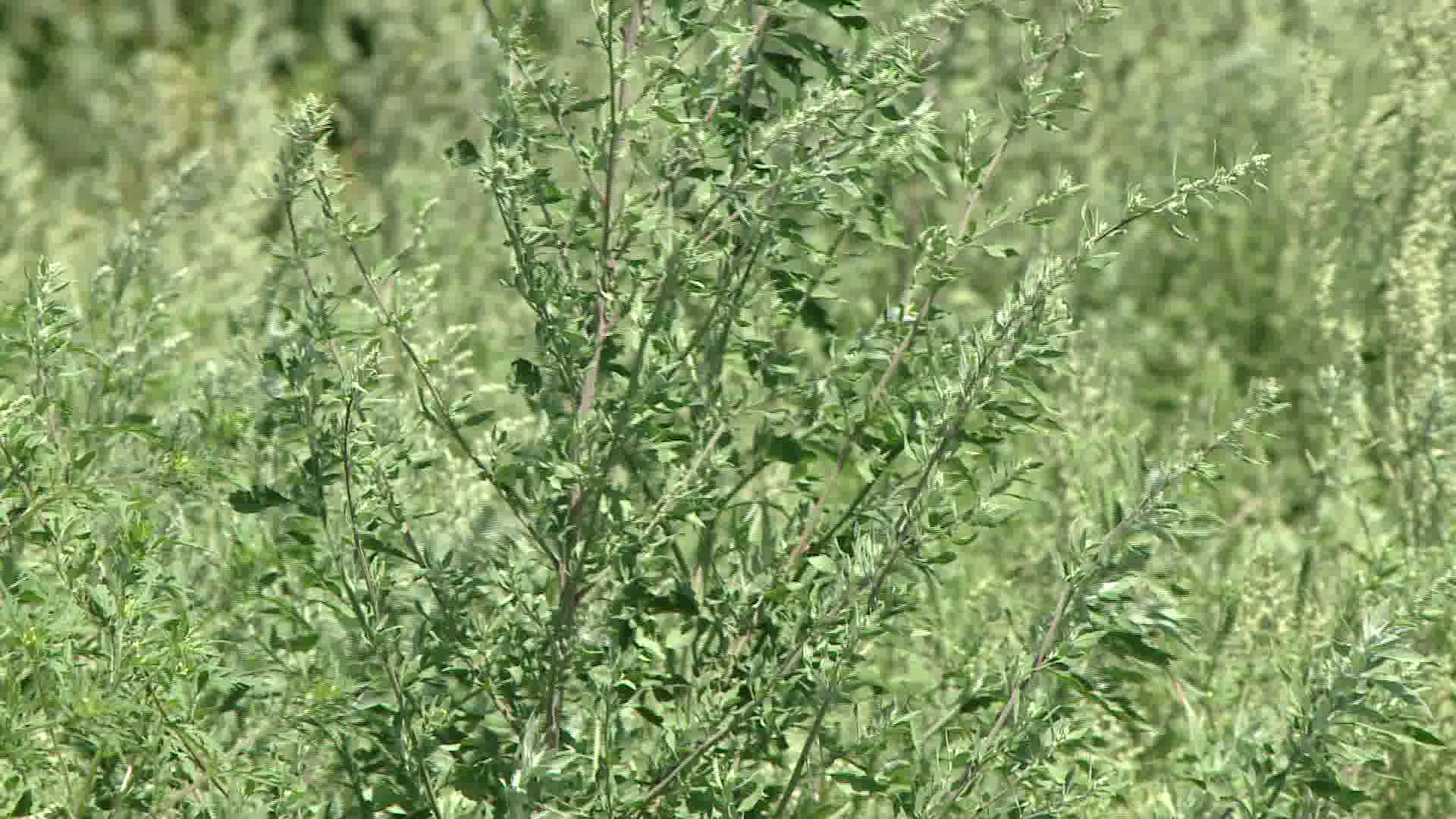 Incepe lupta impotriva ambroziei. Timisorenii, amenintati cu amenzi daca nu igienizeaza terenurile