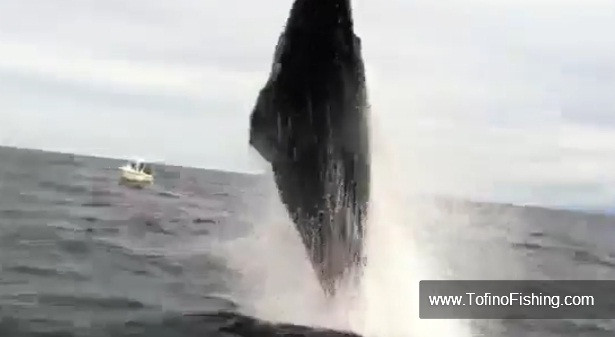 VIDEO. "Intalnire de gradul trei" in largul coastelor canadiene. Monstrul era sa le rastoarne barca