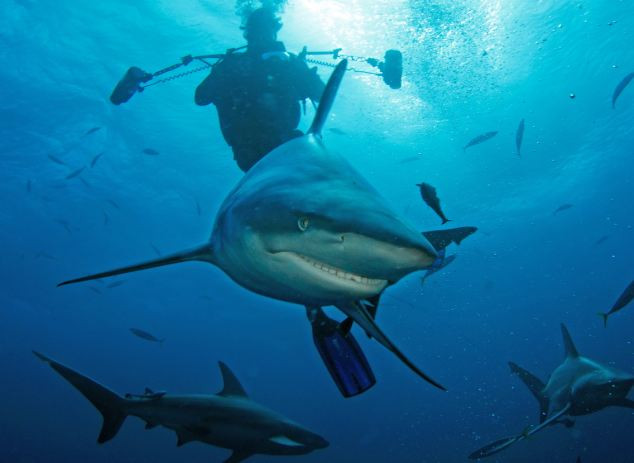 Rechinul care zambeste la obiectiv. Imaginea cat o mie de cuvinte, vazuta de milioane de oameni