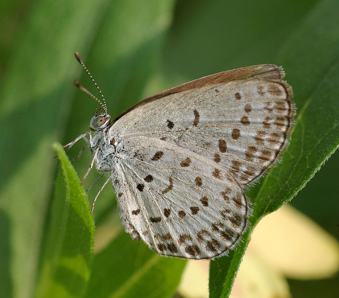 Butterfly Land. Clujul gazduieste cea mai mare expozitie de fluturi tropicali din Romania