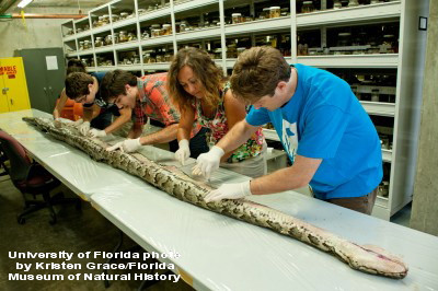 Oamenii de stiinta n-au mai vazut asa ceva. Ce se afla in INTERIORUL acestui PITON de 5 metri. VIDEO