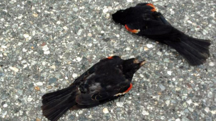 Incident inexplicabil intr-un oras din Canada. Zeci de pasari au cazut din cer si au murit