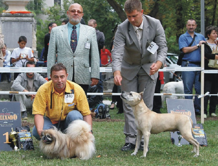 Expozitie canina la Expo Transilvania