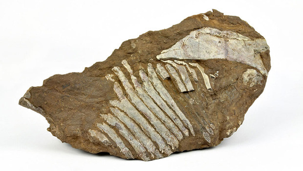 "E o zi mare pentru omenire" Obiectul vechi de 300 de milioane de ani descoperit de un caine