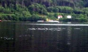 "Avea un cap urias si doua cocoase". Aparitia monstruoasa de pe un lac din Norvegia. VIDEO