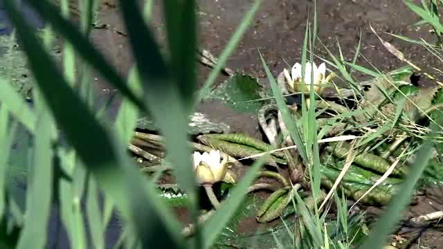 Rezervatia de nuferi de la Baile 1 Mai care era pe punctul de a disparea, a renascut. VIDEO