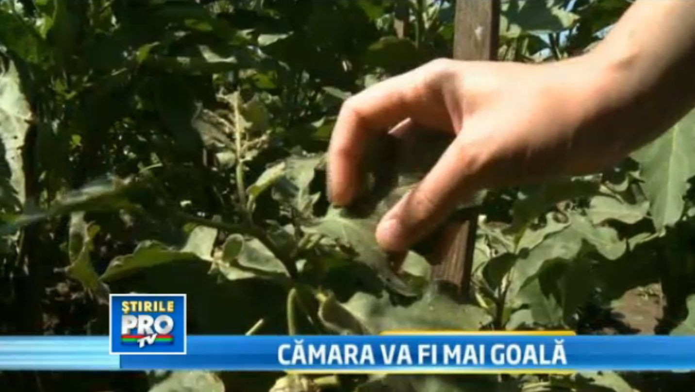 In plin sezon, legumele romanesti sunt mici si putine. La toamna e posibil sa cumparam de la bulgari