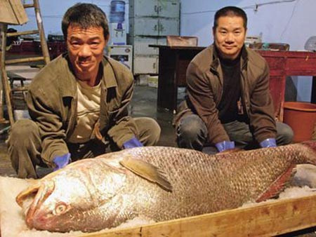 Un barbat din China s-a imbogatit peste noapte dupa ce a vandut un peste cu 470.000 de dolari