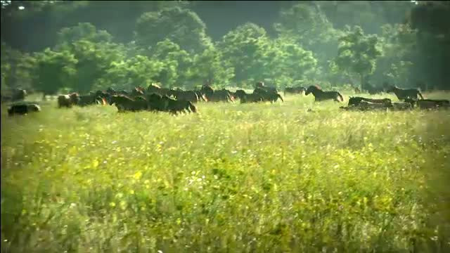 Le-a taiat limbile cailor ca sa nu-i manance iarba. Un veterinar incearca acum sa ii salveze