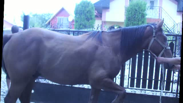 Caii din Prahova carora li s-a taiat limba ar putea fi salvati de un veterinar. Ce risca agresorul