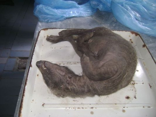 Animalul mutant sau hibrid: creatura bizara impuscata de vanatori. "Nu putem spune ce este". FOTO