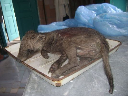 Un fermier ucrainean spus ca a prins si ucis Chupacabra: "Era la vanatoare, am omorat-o". Ce spun veterinarii