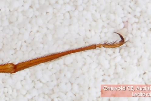 VIDEO. Creatura "de cosmar", descoperita intr-o pestera din Statele Unite. "E o specie necunoscuta"