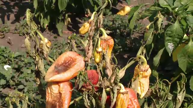 Drama cultivatorilor pe timp de canicula: tone de legume se strica in fata lor in fiecare zi