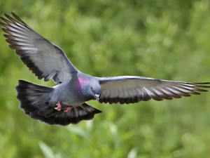 Fenomen ciudat in Marea Britanie. Pasarile dispar fara urma in "Triunghiul Bermudelor din Yorkshire"