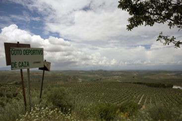 Industria care loveste din plin Spania, cel mai mare producator global. Si romanii vor fi afectati