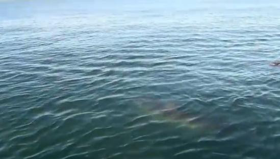 S-au uitat in apa si n-au stiut cum sa vasleasca mai repede. "Am fost ingroziti". VIDEO