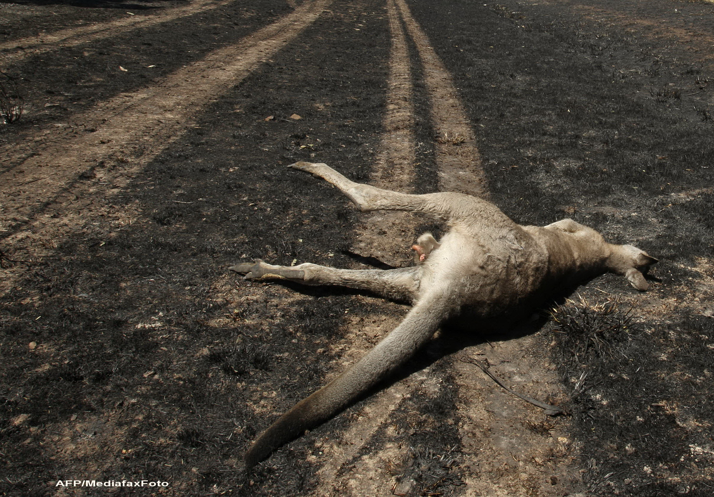 Un al treilea cangur a murit la Gradina Zoologica Bucov, de langa Ploiesti