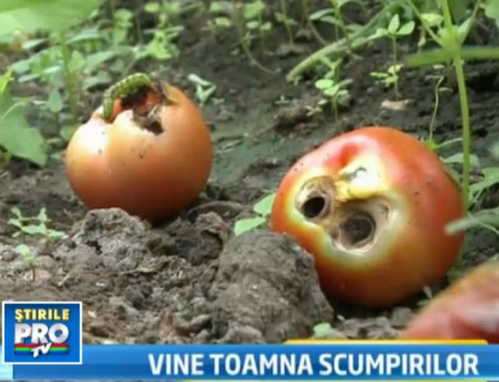 Blestemul secetei: legumele ramase, distruse de omizi. Rosiile, mai scumpe cu 30% din septembrie