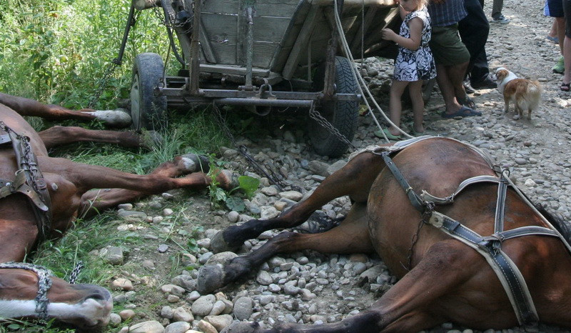 Doi cai, victime colaterale intr-un conflict intre frati. Au fost ucisi cu toporul in strada