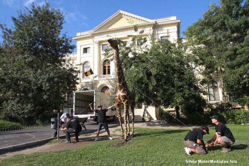 Girafa de la Antipa a fost restaurata si reamplasata in fata muzeului