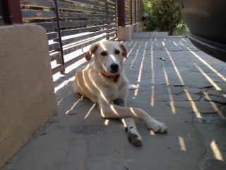 El este "Blondu" si are mare nevoie de un stapan. Afla-i povestea si asigura-i un camin frumos