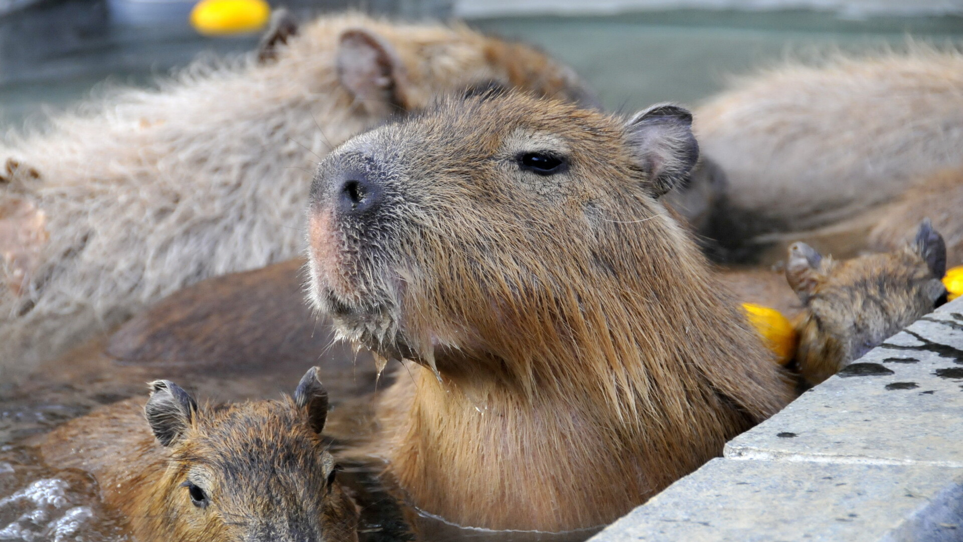 Un virus MORTAL, fara vindecare, ameninta vietile a 10.000 de oameni