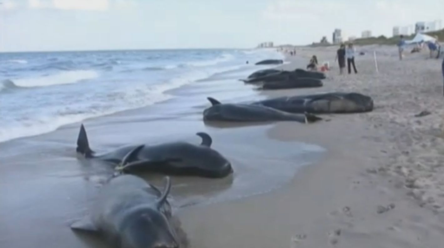 Gest impresionant al unor turisti. S-au luptat pentru a tine in viata 22 de balene esuate pe o plaja