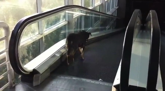 500.000 de oameni s-au uitat la clipul asta! Ce face un caine maidanez cand ajunge pe scara RULANTA :) VIDEO