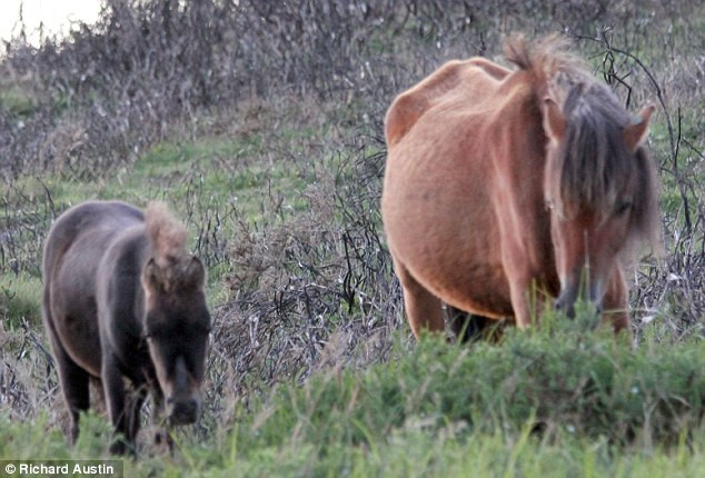 Gestul emotionant al unui ponei, care si-a presimtit sfarsitul. Cum i-a salvat viata puiului sau