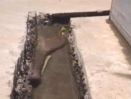 Rama de jumatate de metru gasita intr-o conducta din China. Acum este crescuta ca animal de companie