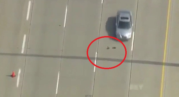 FAZA ZILEI: Cum traverseaza o RATA si bobocii ei o autostrada cu 6 benzi! VIDEO