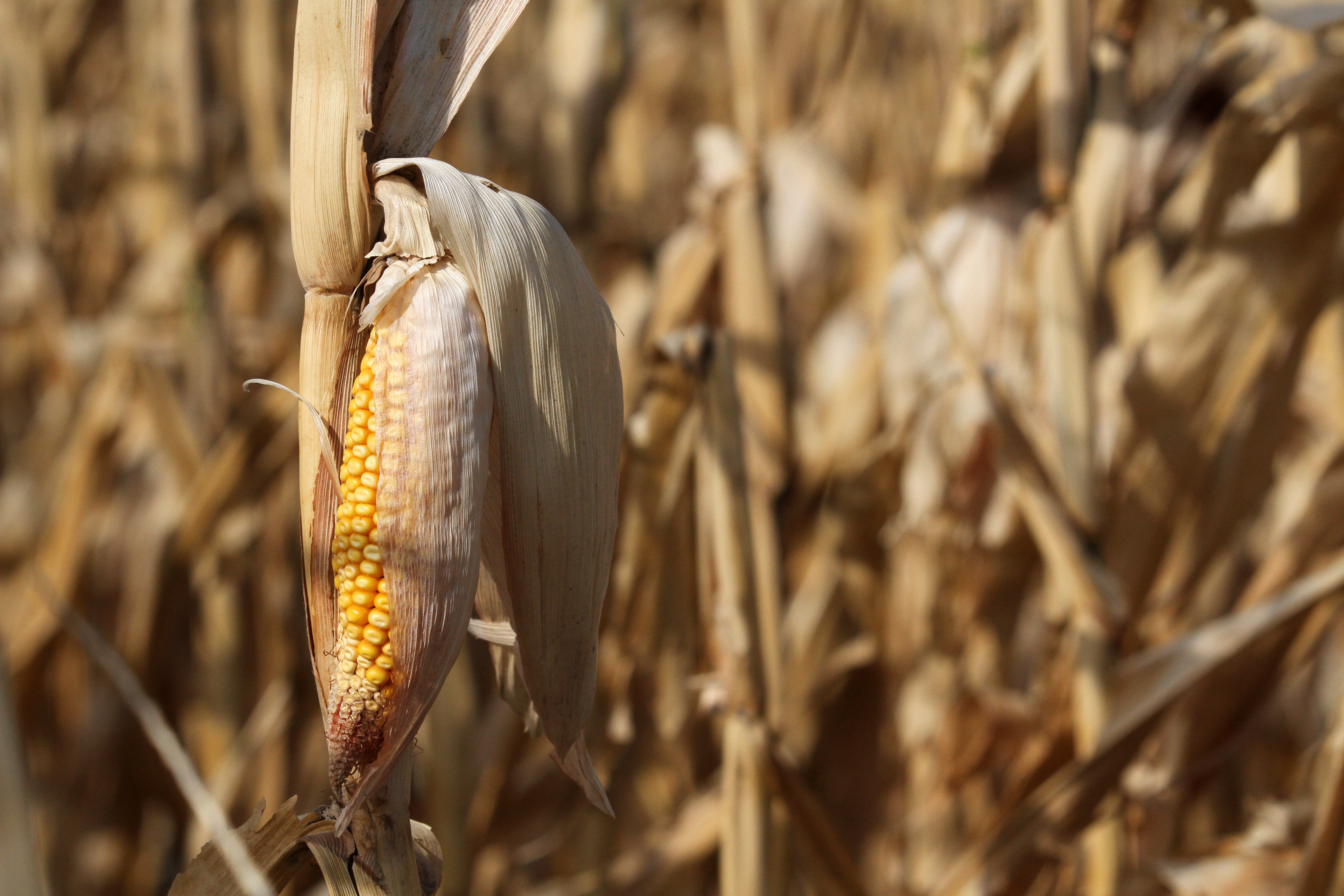 Seceta si sumele taiate de la investitii incetinesc cresterea economica pe finalul anului